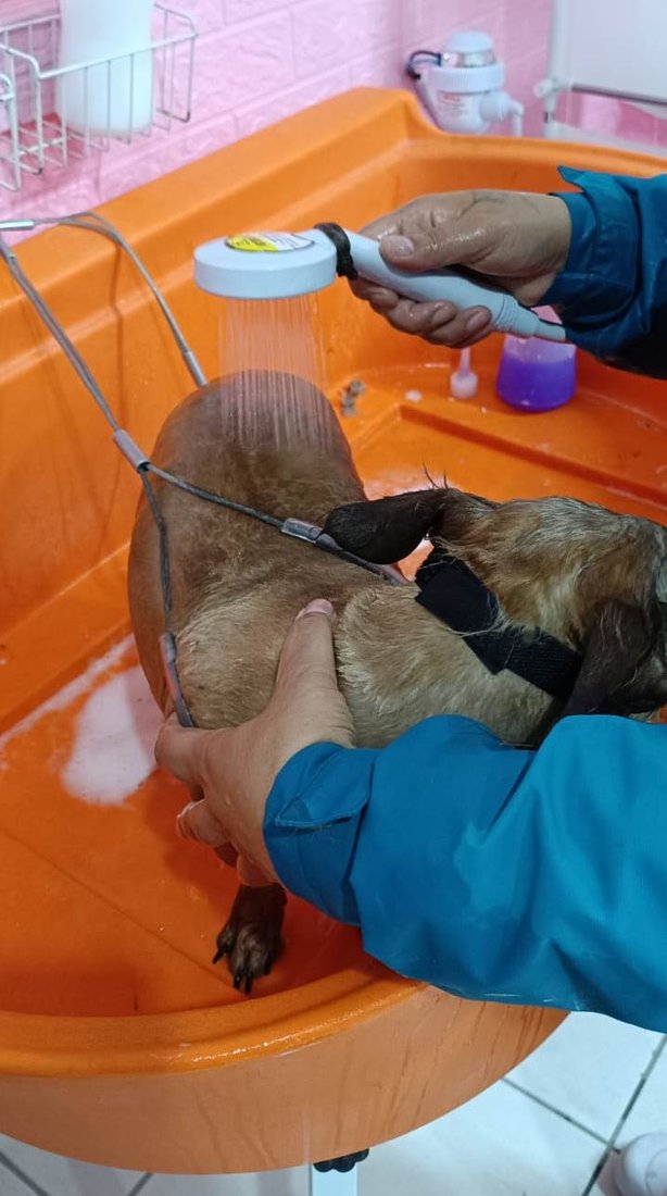 Cachorro tomando banho na banheira com chuveirinho