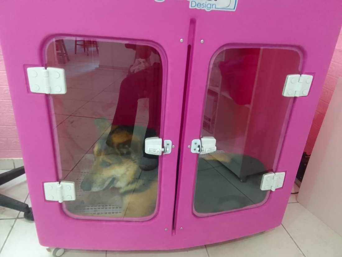 Pastor-alemão descansando na cabine climatizada